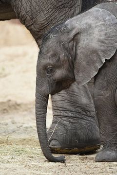 Jonge olifant aan de zijde van zijn moeder van Rini Kools