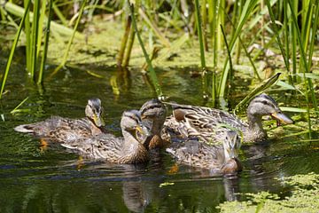 familie eend