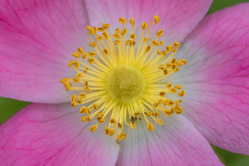 Gele en roze bloem by Fokko Erhart