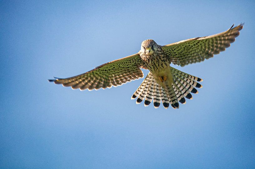 Turmfalke im Flug von rik janse