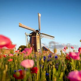 Wilde Bloemen van Johan Mooibroek