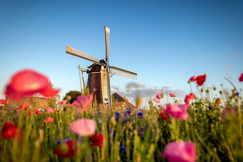 Wildblumen von Johan Mooibroek