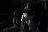 dieren, koeien, vee, rund, koe