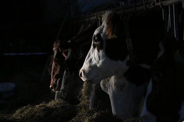 dieren, koeien, vee, rund, koe van Thamara Janssen
