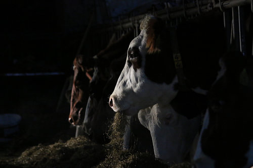 dieren, koeien, vee, rund, koe