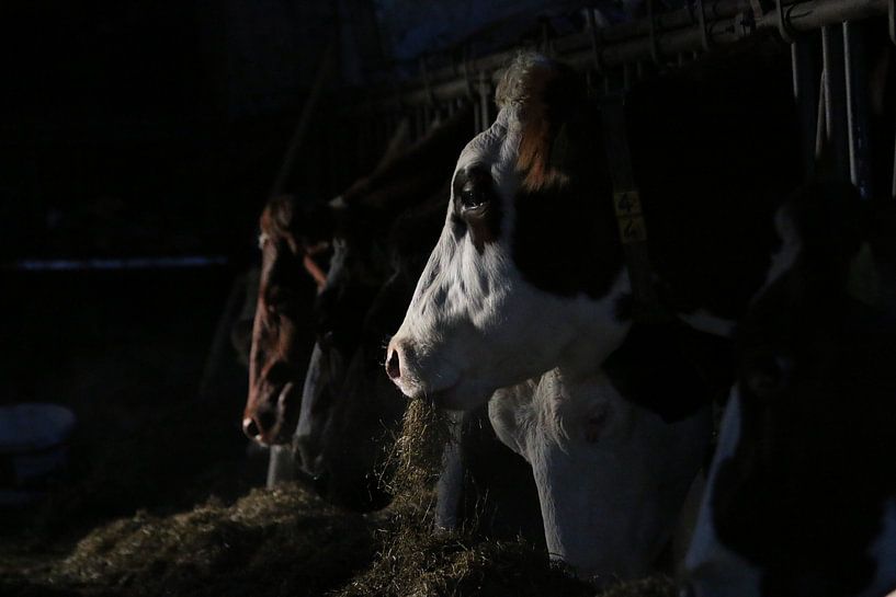 dieren, koeien, vee, rund, koe von Thamara Janssen