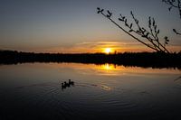 Ducks at sunset