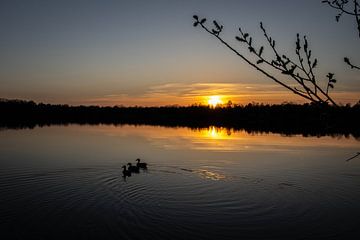 Ducks at sunset by Anouk Snijders