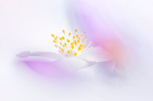 Colorful wood anemone