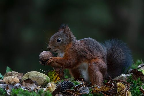 Eekhoorn met een walnoot in een herfstbos.