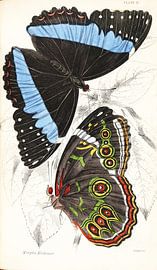 Naturalist's Library, William Jardine, 1833-1843