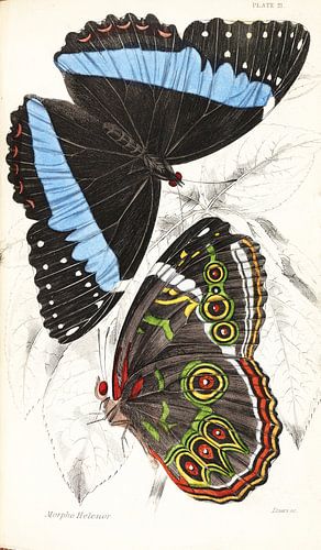 Bibliotheek van een naturalist, William Jardine, 1833-1843