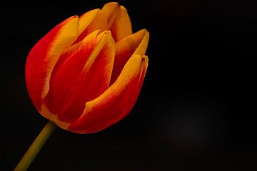 Die feurige Tulpe in der Dunkelheit. von Robby's fotografie