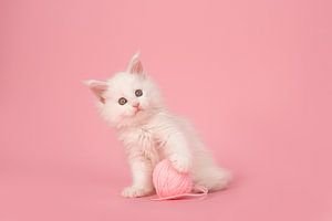 Pink Main Waschbär-Liebe