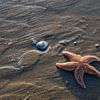 Starfish van Jos Krick Photography