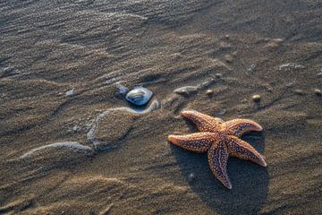 Starfish van Jos Krick Photography