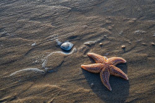 Starfish