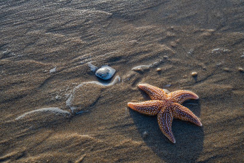Seestern von Jos Krick Photography