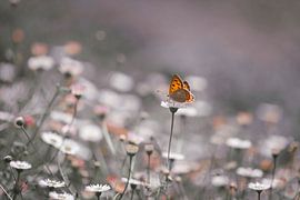 Papillon parmi les pâquerettes 2