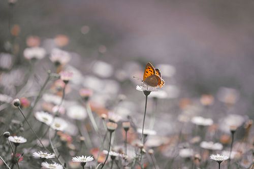 Papillon parmi les pâquerettes 2