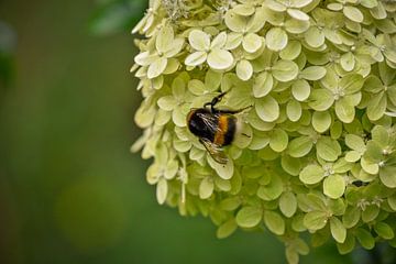 Fleurs et abeilles sur Hylke Heidstra