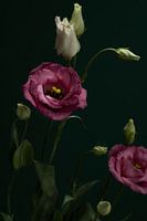 rosa Blumen