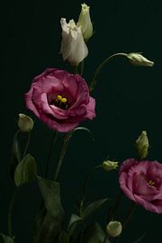 rosa Blumen von José Lugtenberg