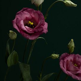 pink flowers by José Lugtenberg