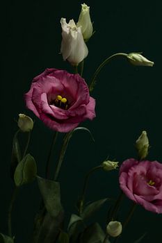 fleurs roses