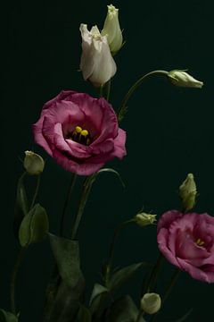 roze bloemen van José Lugtenberg