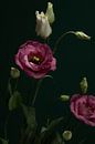 pink flowers by José Lugtenberg thumbnail