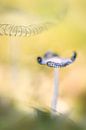 Mushroom von Lia Hulsbeek Brinkman Miniaturansicht