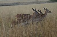 Gazelles / Impala's Mlilwane, Swaziland, Zuid-Afrika