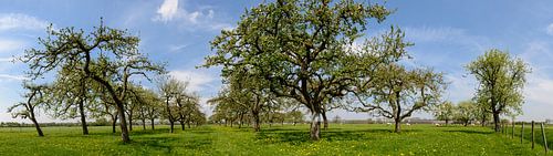 Oude Boomgaard