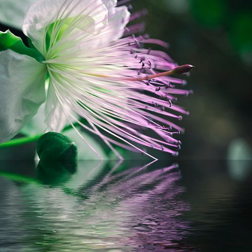 Reflet