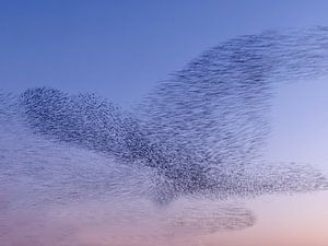 Starling-Wolke