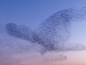 Starling-Wolke von Rob Kempers