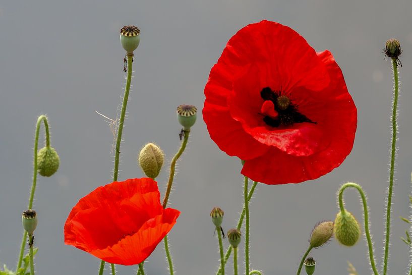 Poppies par Joyce de Vries