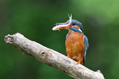 Martin-pêcheur avec poisson