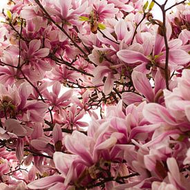 Tussen de prachtige magnolia! van Carla van Dulmen