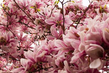 Among the beautiful magnolia's! by Carla van Dulmen