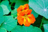oost- indische kers