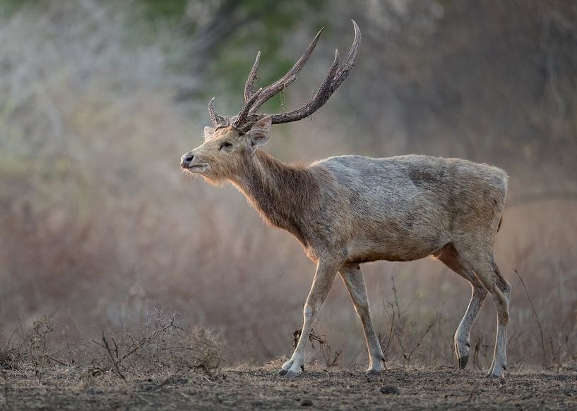 Een Timorhert in Baluran Nationaal Park van Anges van der Logt