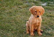 Welpe des goldenen Apportierhunds von Inge Teunissen Miniaturansicht