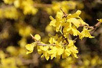 Gele bloesem in het bos