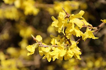 Gele bloesem in het bos van Suzan Stenzel