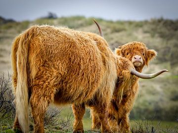 Scottish Highlander with calf by Dirk van Egmond