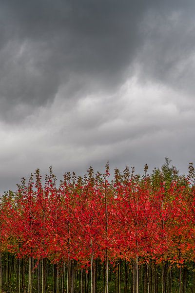 Zwaar weer op komst 1 van Henri Boer Fotografie
