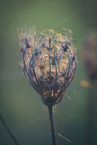 Holding on to the Light by Imladris Images