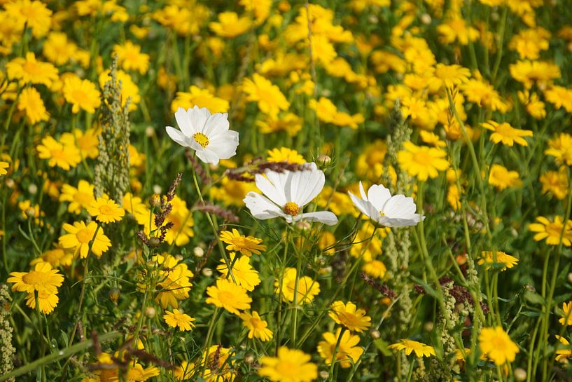 Cosmos blanc parmi des fleurs jaunes par Wouter van der Pluym